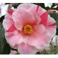 thumbnail image 2 of Lady Vansittart Variegated Camellia Japonica - Live Plant - ( 1 QT ), 2 of 3