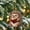 A, variant on Exquisite 2D Acrylic Animals Series Backpack Car Pendant Decoration Ornament Flat Acrylic Hanging Charm Animal Print Bag Accessory Car Interior Decor Daily Use Gift Charm