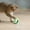 Green, variant on Interactive Cat Toys for Indoor Cats, Motion Activated Cat Toys, Automatic Cat Toy with Extra Long Feather Wand, Cat Mouse Toys