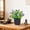 Purple, variant on Qonioi Artificial Plants, Zero Maintenance Lifelike Plastic Bonsai with Matte Black Pot, Faux Flowers for Home Office Desk Window Sill Bookshelf, Red