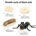 thumbnail image 1 of 1 Set Ant Toys Realistic Growth Educational Insect Model Plaything Display Model Interesting Educational Plaything Small Animal Props Ants Models for Display Play, 1 of 9
