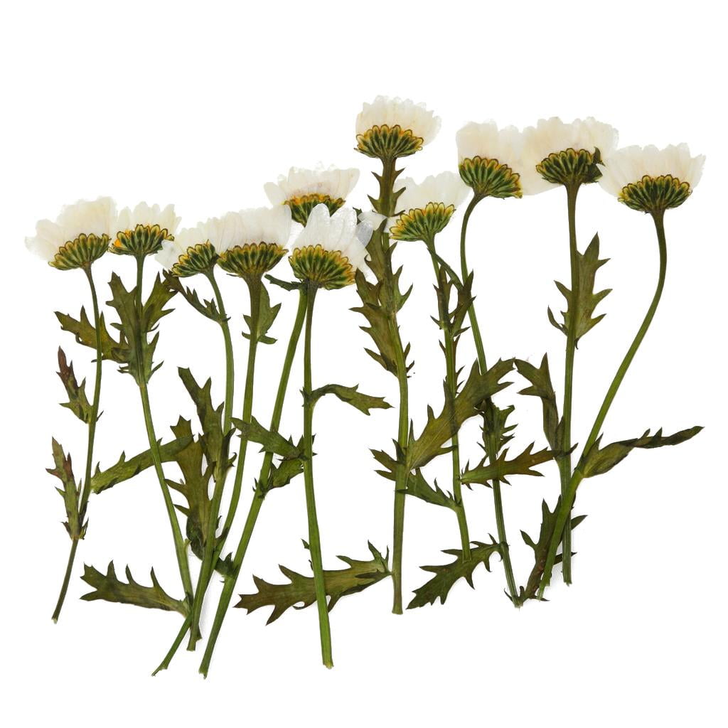 Still life of a dried pressed daisy flower blossom and stem on an
