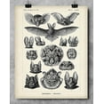 thumbnail image 6 of Ernst Haeckel Bats Art Print - 11x14 Unframed Art Print - Great Biology Lab Decor or Gift for People Who are Fascinated with Bats, 6 of 6