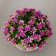 thumbnail image 1 of Planta Artificial En , Faux Plástico Falso Melaleuca Bonsai interior y exterior Hogar Jardín Oficina Boda Decoración Para -13cm / 5.12 '' - Púrpura Colco Flor en maceta de Gypsophila falsa, 1 of 8