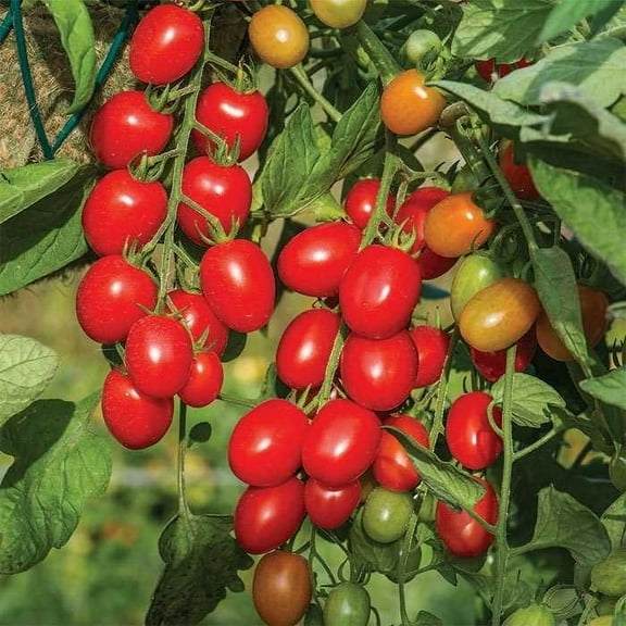 Fantastico Tomato Plants | Two Live Garden Plants | Non-GMO, Determinate, Blight-Resistant
