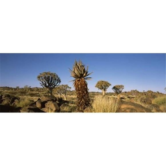 Different Aloe species growing amongst the rocks at the Quiver tree - Aloe dichotoma forest Namibia Poster Print by - 36 x 12