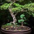 thumbnail image 4 of GOOHOCHY 3 piezas de plantas artificiales de ciprés, pino falso (verde), 4 of 7