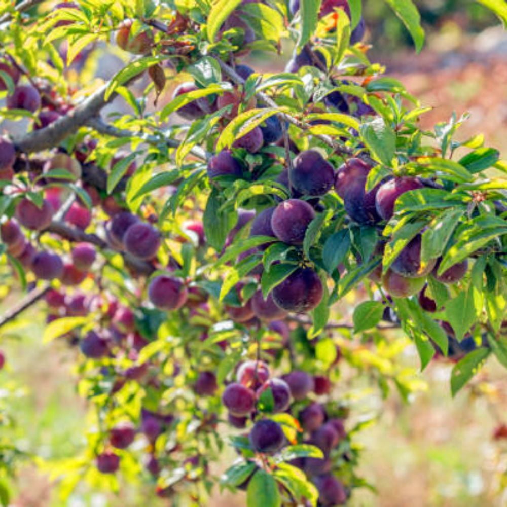 Expert Gardener 3-4 ft. tall Buck's Late Plum Live Tree in 7- Gallon Grower Pot