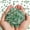 Green aventurine, variant on Sinkoo Polished Gem Stones Rocks Crystals 0.66 Lb/300g Natural Tumbled Stones Green Aventurine Crystal Chips Bulk for Healing Crystals, Fish Tank Rocks Gravel, Vase Filler, Plants Decor, Diy Crafts