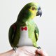 thumbnail image 3 of BESTYASH Pañales Para Loros Y Periquitos Con Correa Ajustable Y Cómodo, 3 of 6