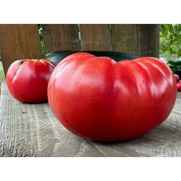 Bill Bean Heirloom Tomato Premium Seeds for Planting