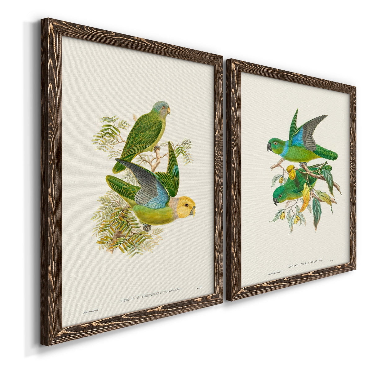 Lime & Cerulean Parrots I - Premium Framed Canvas 2 Piece Set - Ready to Hang