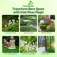 thumbnail image 2 of Irish Moss Ground Cover Plants & Seed - 10000 Seeds, 2 of 7