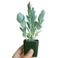 thumbnail image 5 of Kalanchoe Panamensis - Kalanchoe Marnieriana (4"+ Clay Pot) - Tiny, Lovely, Easy to Care Succulent for Beginners - Live Healthy Succulent for Home Office, 5 of 9