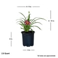thumbnail image 6 of Expert Gardener Purple De Oro Daylily (2.5 Quart) Prolific Flowering Perennial - Full Sun Live Outdoor Plant, 6 of 7