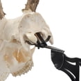 thumbnail image 4 of Allen Company Ez Mount Adjustable Steel Skull Stand, Black, 8" x 1.4" x 4.2", 1 lb, 4 of 10