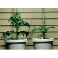 thumbnail image 3 of Rootblast Fertilizer, 12 oz, Natural Formula Helps Plants Grow Bigger, Faster, and Stronger, 3 of 8