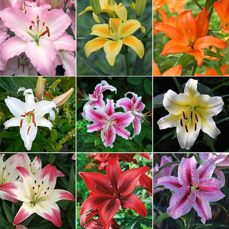 60 Days of Lilies Long Lasting Lily Bulb Mix 20 Bulbs Mixed