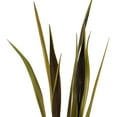 thumbnail image 2 of Vickerman 36-40" Basil Bahia Spears. Includes 18 Stems (2 - 9 Stem Bunches), Dried, 2 of 6
