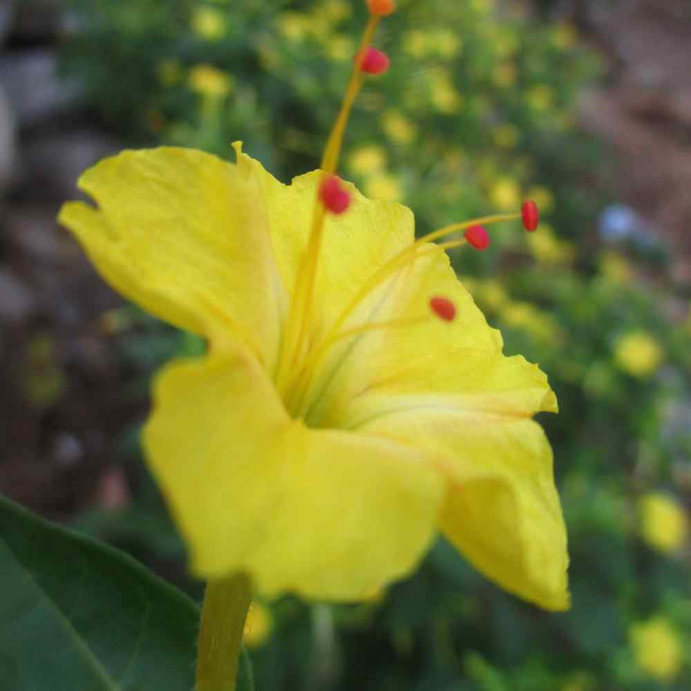 Four O' Clock Seed - Mirabilis Jalapa Yellow Flower Seeds - 1 LB