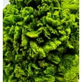 thumbnail image 3 of Bergamo Art Preserved 17 Inch Potted Plumed Cockscomb Ball Pair in Green, 3 of 4