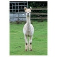 thumbnail image 1 of Kevin Milner Alpaca Countryside Greetings Card, 1 of 1