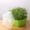 Green 3O4, variant on Wuztai Hydroponic Sprout Tray, Germination Box with Lid for Growing Seeds, Indoor Gardening Kit