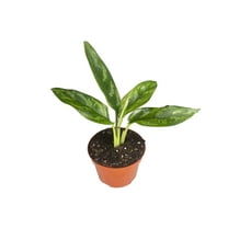 Agloenema Chinese Evergreen - 4'' from California Tropicals