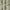 Green, variant on Achim Tranquil - Lined Grommet Window Curtain Panel, Mist, 50x84