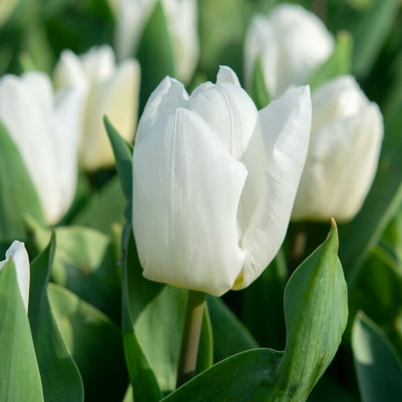 Easy to Grow Tulip White Prince 10 Plant Bulbs Single Group, Spring Zones 3-8