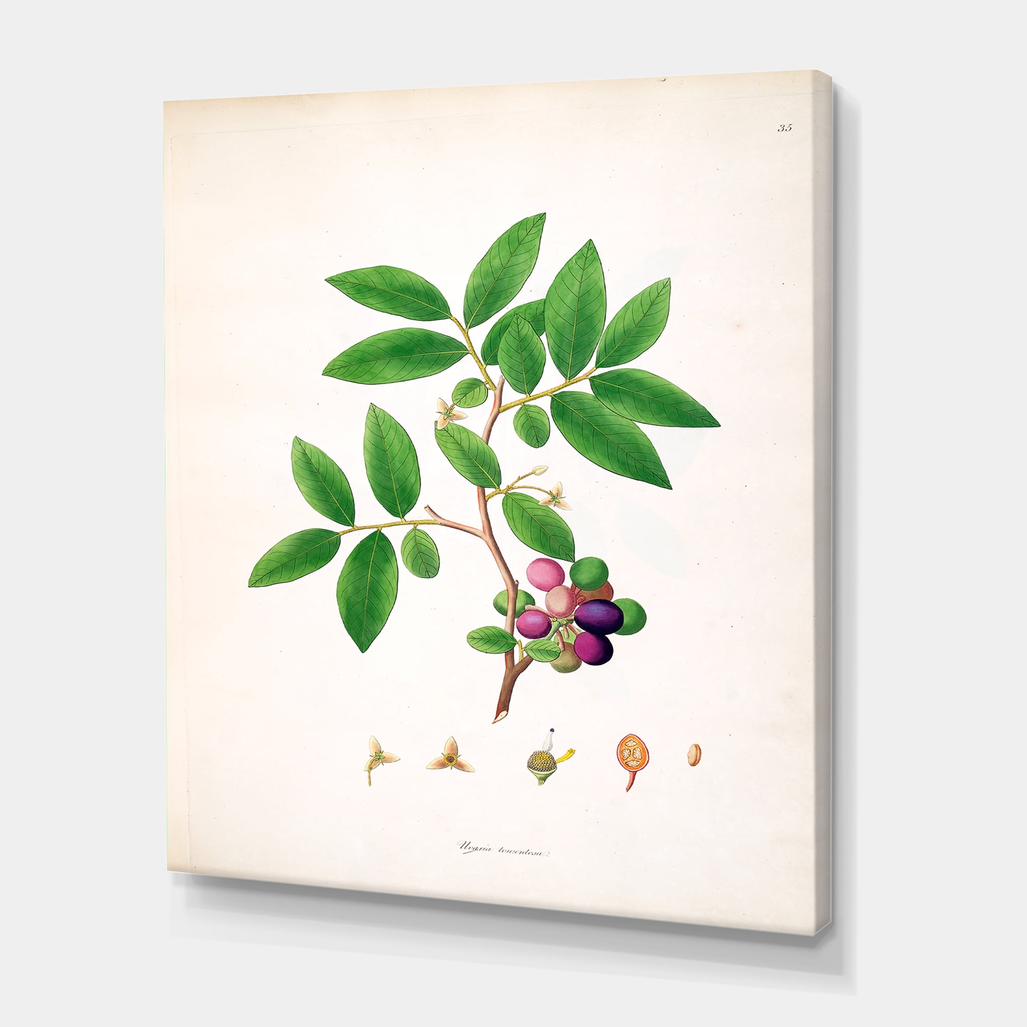 Designart ' Ancient London Plants XI ' Farmhouse Canvas Wall Art Print