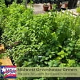 thumbnail image 6 of Chocolate Mint | Two Live Herb Plants | Non-GMO, Pollinator Favorite, 6 of 9