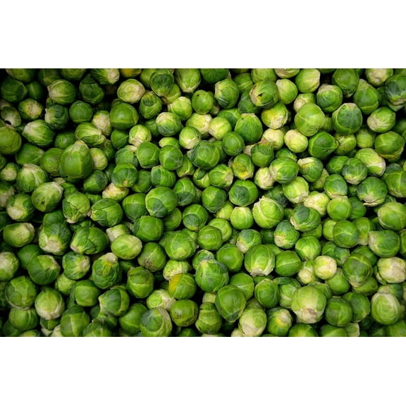 Catskill Brussels Sprouts Seeds/ Biennial/ Full Sun/ 8000 Seeds 1 oz/ Zellajake Farm and Garden - B18