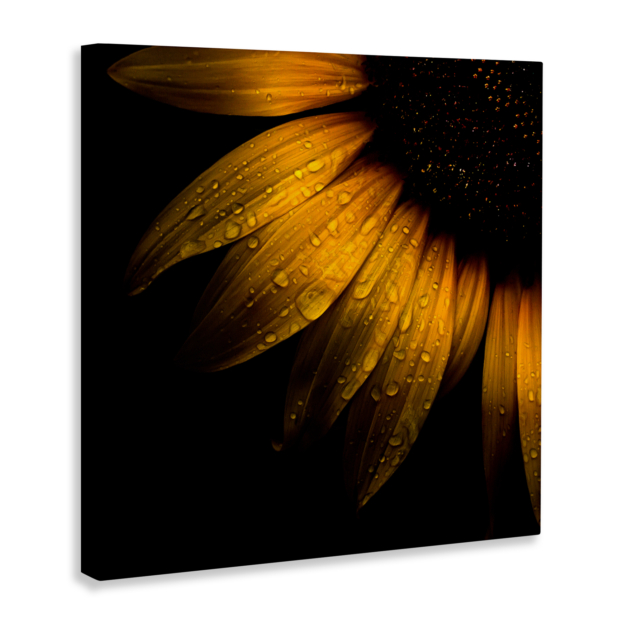 Sunflower Detail with Droplets Canvas Wall Art, design by Brian Carson Photography