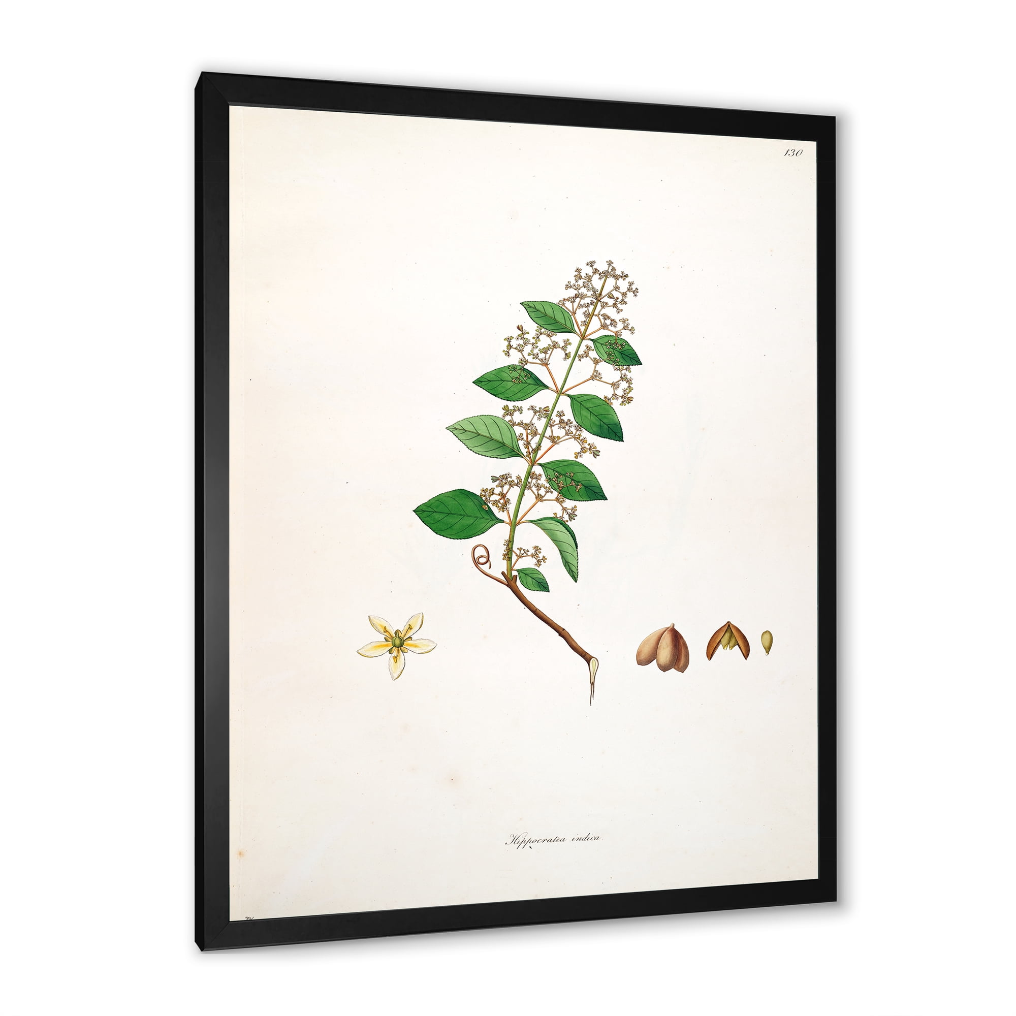 Designart 'Ancient Botanicals I' Farmhouse Framed Art Print