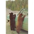 thumbnail image 2 of Art.com Bears Begging at Side of Car Stretched Canvas Print Wall Art, 24" x 36", 2 of 4