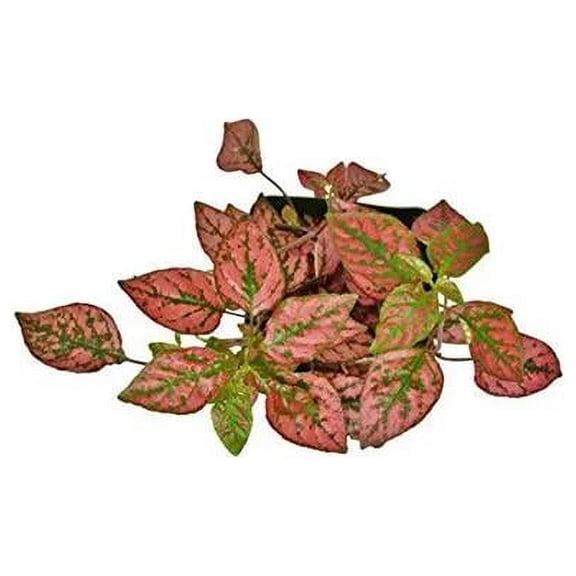 House Plant 4-HYPOESTES-RED Hypoestes Red Polka Dot Plant in 4 in. Pot