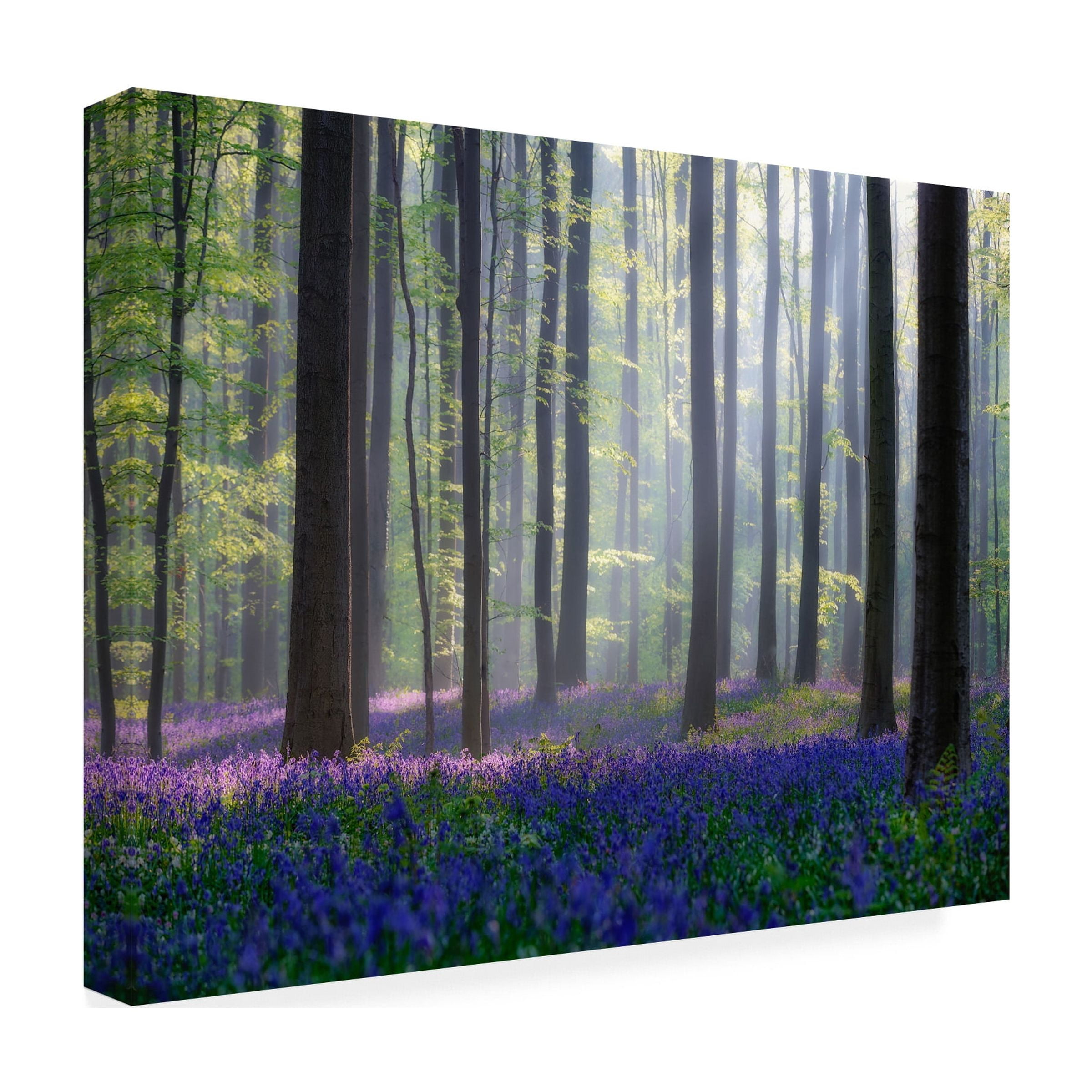 Adrian Popan 'Bluebells' Canvas Art