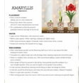 thumbnail image 3 of Direct Gardening - Samba Red and White Flowering Amaryllis Bulb Gift Kit - One Dormant Bulb Pre-planted in a Metallic Decorative Planter, 3 of 5