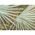 thumbnail image 2 of Wilkins, Suzanne 32x25 Gold Ornate Wood Framed with Double Matting Museum Art Print Titled - Suave Fronds, 2 of 4