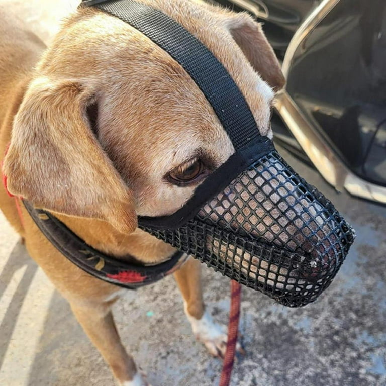 Anti poop eating muzzle discount