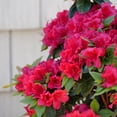 thumbnail image 5 of Proven Winners ColorChoice Perfecto Mundo Red Azalea Live Shrub (2 Gallon), 5 of 10