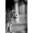 thumbnail image 3 of Telik, Tracey 11x14 Black Modern Framed Museum Art Print Titled - Leone, 3 of 5