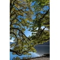 thumbnail image 2 of Jaynes Gallery 11x14 Gold Ornate Wood Framed with Double Matting Museum Art Print Titled - USA-Washington State-Olympic National Park Alder tree branches overhang shore of Lake Crescent, 2 of 4