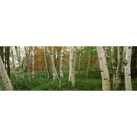 Betula Nigra River Birch Downy birch (Betula pubescens) trees in a forest Wild Gardens of Acadia Acadia National Park Maine USA Canvas Art - Panoramic Images (18 x 6) ()