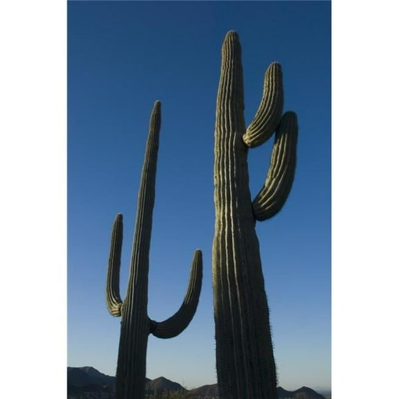 Two Saguaro Cacti In The Sonoran Desert Poster Print - 12 x 19