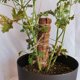 thumbnail image 2 of Palo de musgo para escalada de plantas YONGSHENG 40 cm de eucalipto y coco, 2 of 4