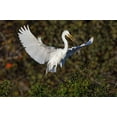 thumbnail image 2 of Jones, Adam 18x13 Gold Ornate Wood Framed with Double Matting Museum Art Print Titled - Great egret landing at nest site Venice rookery-Venice-Florida, 2 of 4