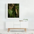 thumbnail image 2 of Balboa Park Foliage, San Diego 03 - San Diego California Photography Palm Tree Tropical Nature Botanical Jungle Forest Wilderness White Framed Wall Art Print 12 x 16 inches, 2 of 3
