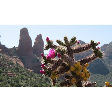Canvas Print Succulent Desert Cactus Arizona Flower Stretched Canvas 10 x
